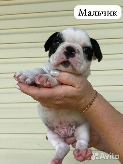 Французский бульдог щенки