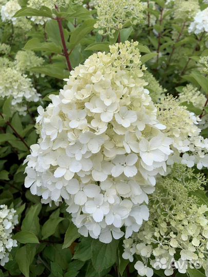 Гортензия, гладиолусы