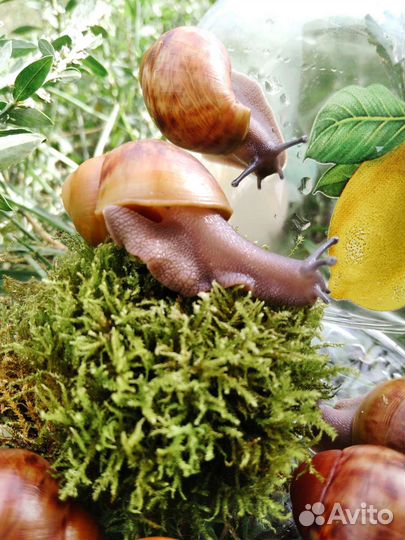 Улитки Архахатина Маргината Овум ух