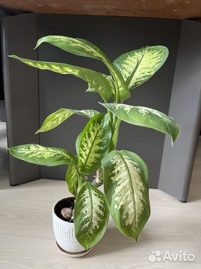 Диффенбахия