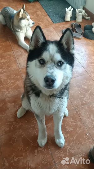 Сибирский хаски