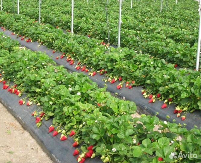 Укрывной материал Спанбонд для грядок