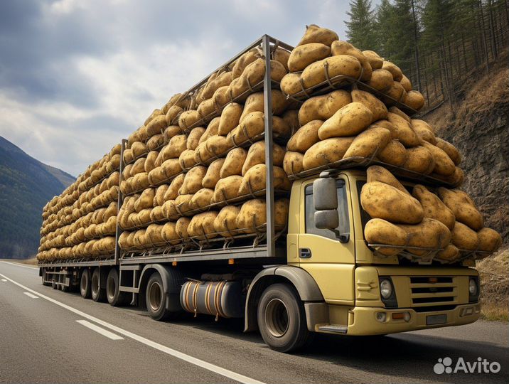 Перевозка картофеля большими партиями