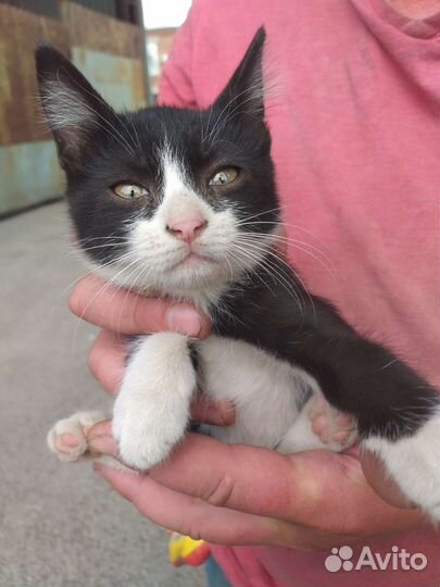 Котята и коты, кошки антидепрессанты в добрые руки