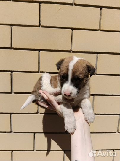 Стаффорд и немка