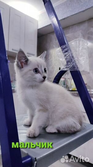 Котята в дар