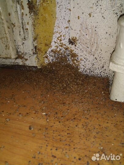 Уничтожение Тараканов, Клопов, Клещей, Ос, Кротов