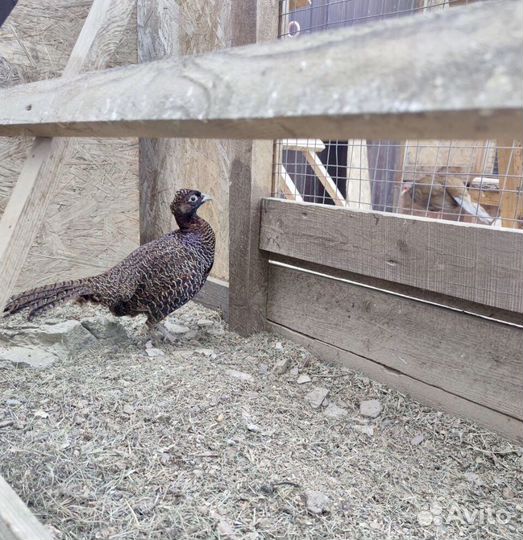 Семья румынских фазанов