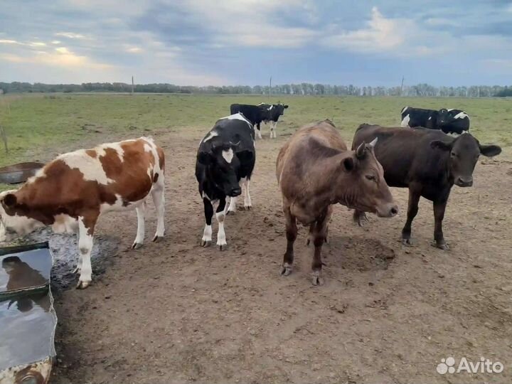 Телка 1.5 года