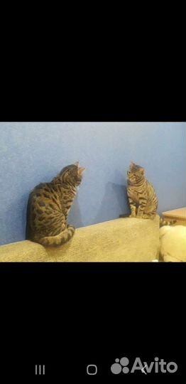 Котята бенгалы