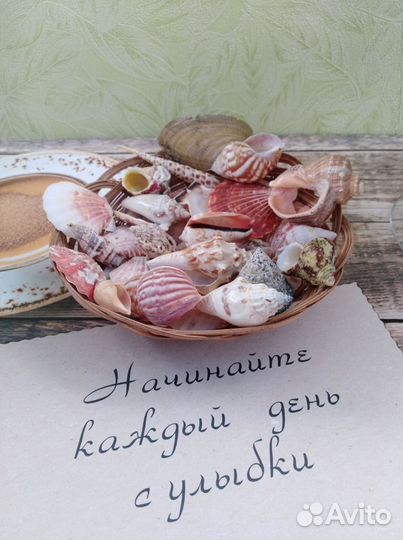 Набор морских ракушек