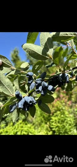 Жимолость кустарник