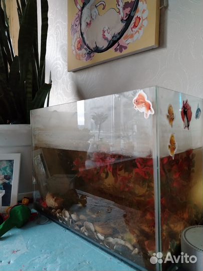 Аквариумные раки