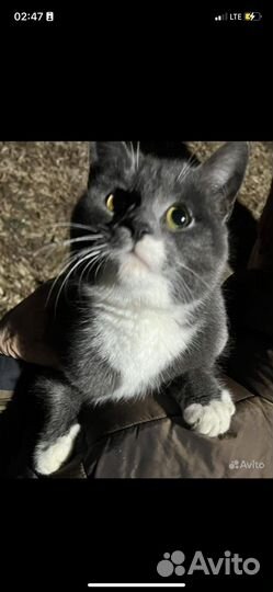 Кошку бросили на даче помогите