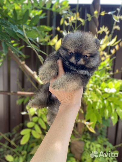 Померанский шпиц Мини