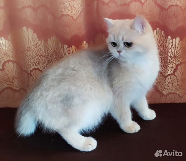 Британская кошечка в добрые руки