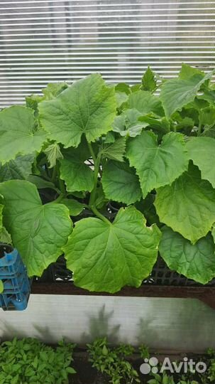 Рассада огурцов