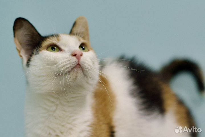 Милая Адель (кошка, около года)