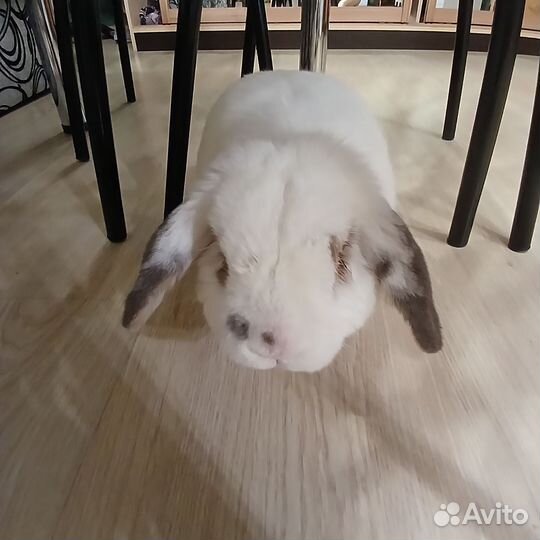 Декоративный вислоухий кролик