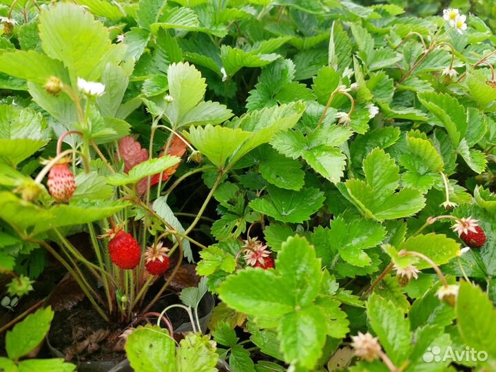 Ремонтантная земляника взрослые кустики