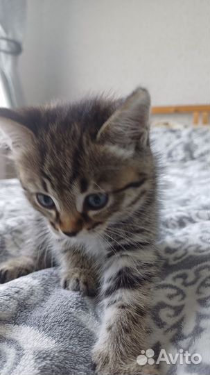 Кошки в добрые руки бесплатно