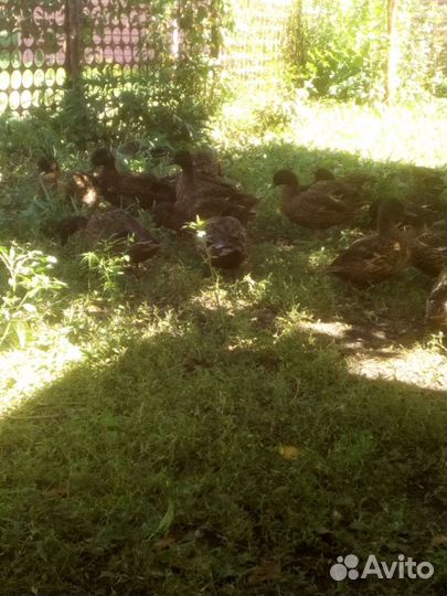 Подсадные утки чубарые