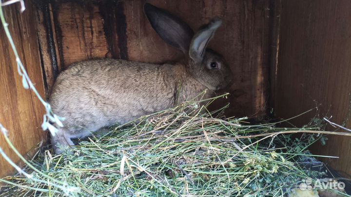 Кролик фландер самец