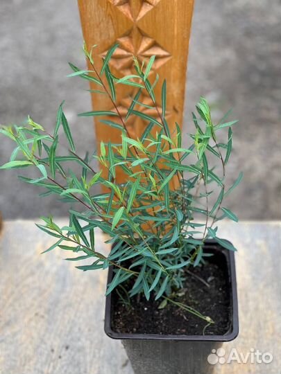 Ива Нана, Маяк, извилистая