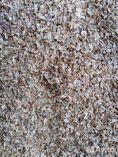 Семена укропа