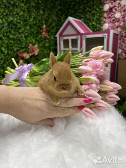 Цветные карлики готовы к переезду