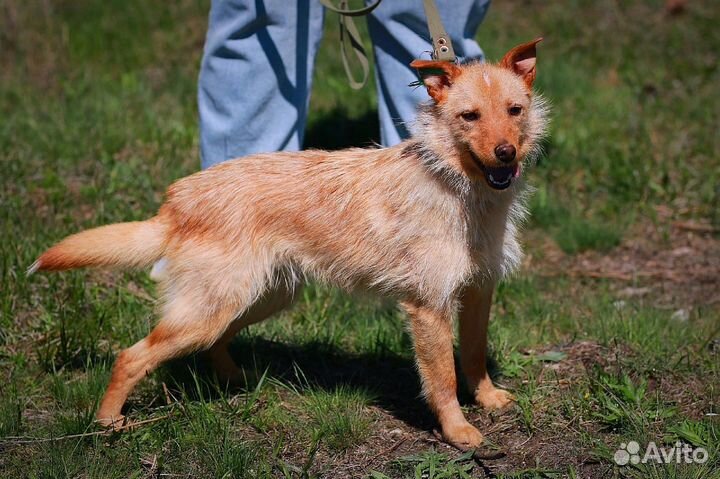 Санни в добрые руки