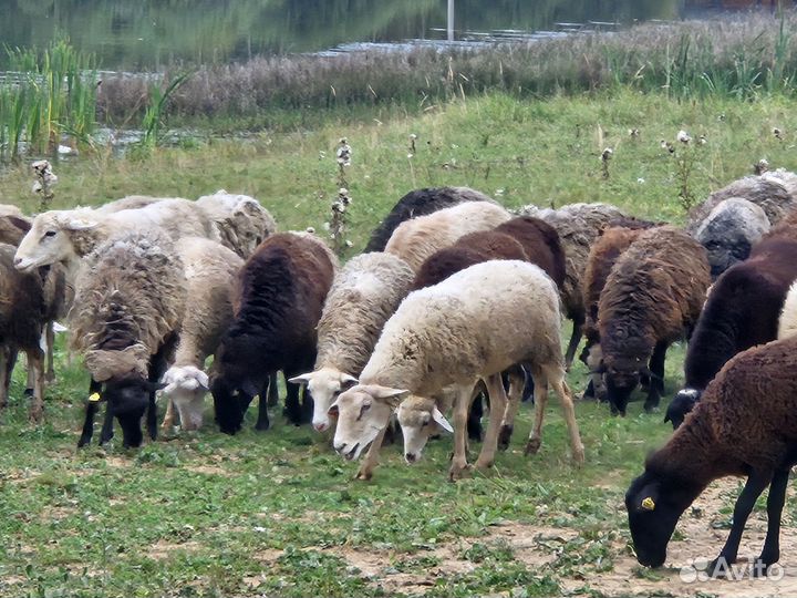 Стадо овец всех