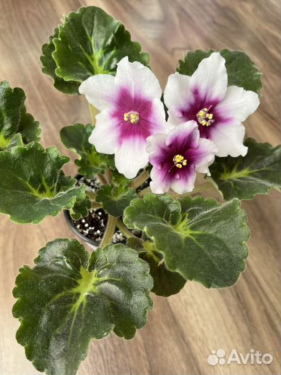 Сортовые фиалки