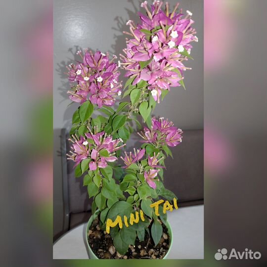 Бугенвиллия