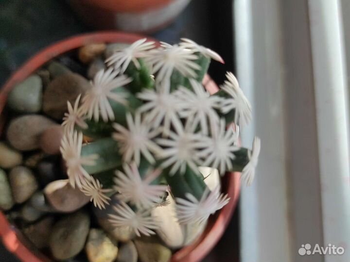 Ацтекиум,Люти,Навахоа,Эскобария