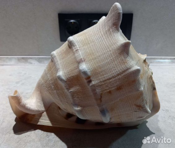 Гигантская морская ракушка