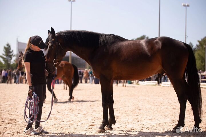 Великолепный конь в аренду
