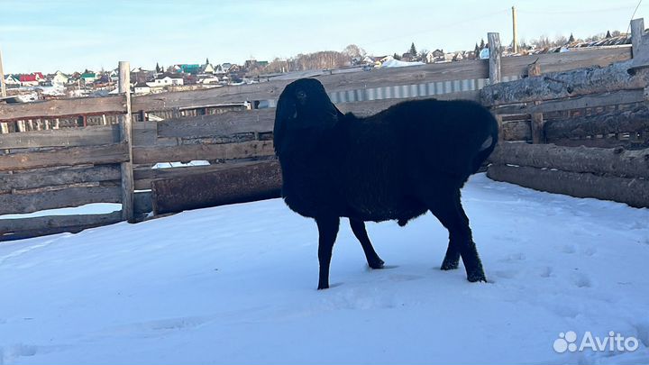 Курдючные бараны овцы