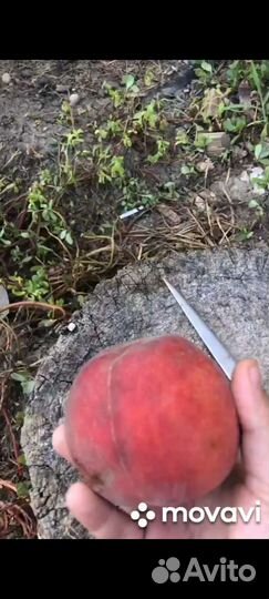 Саженцы Персика Роял Саммер