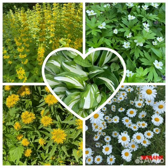 Садовые цветы многолетники