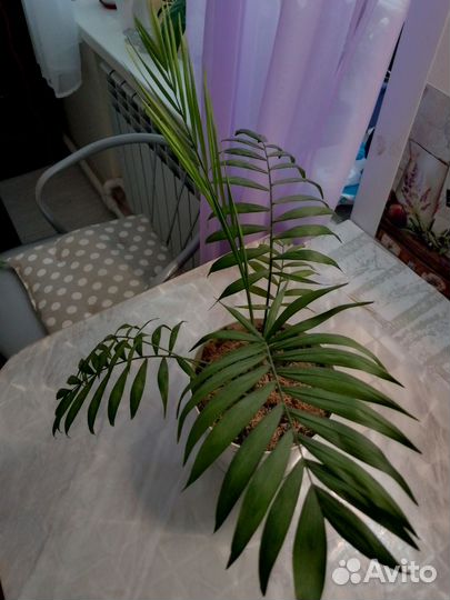 Пальма хамедорея