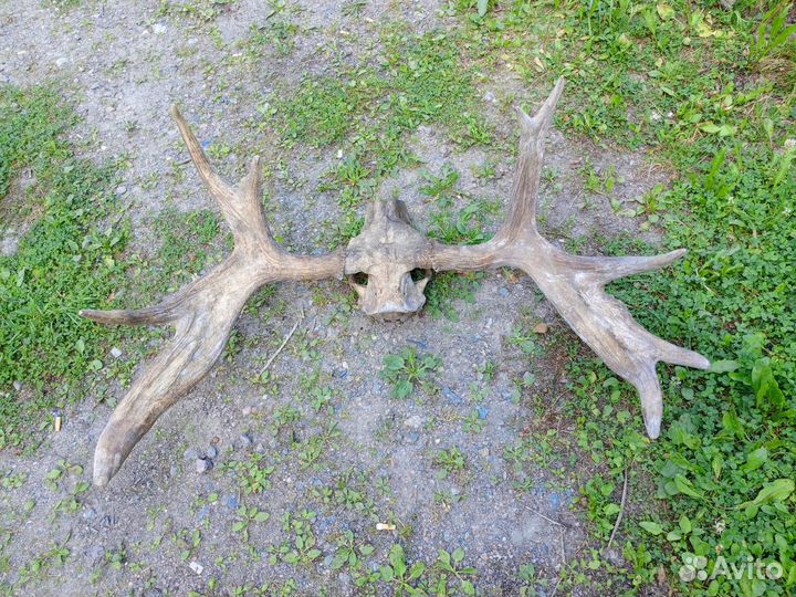 Продам рога лося