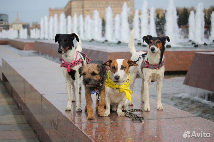 Танцы с собаками и трюковая дрессировка