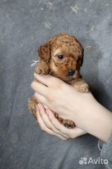 Щенки той-пуделя