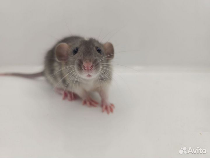 Крысята агути дамбо необычной маркировки