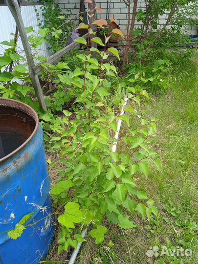 Саженцы абрикос