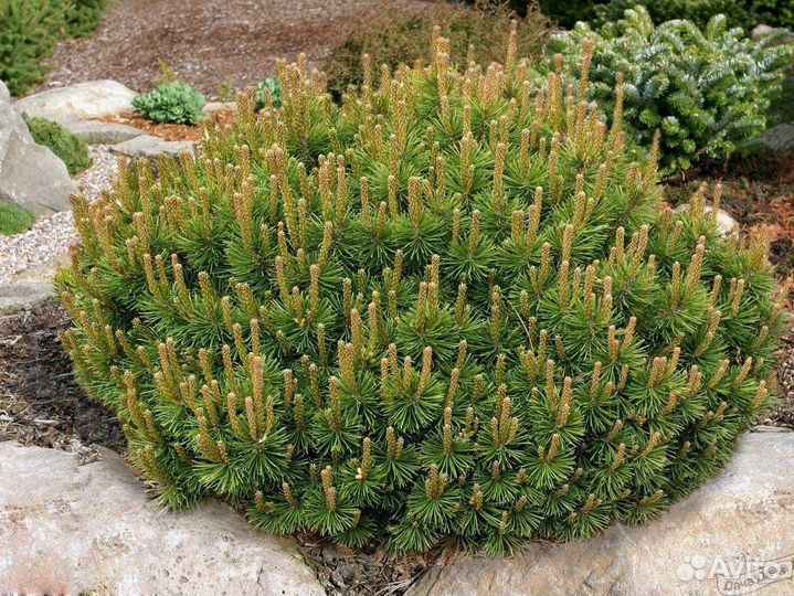 Горная сосна