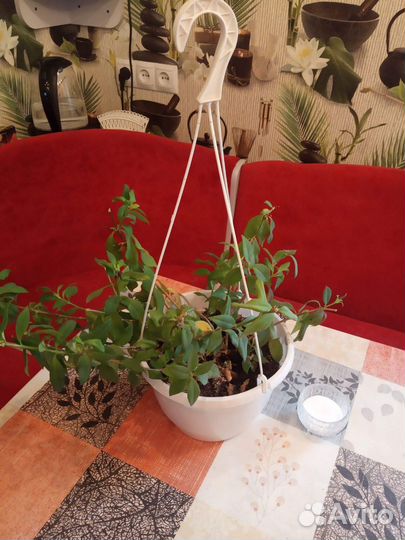 Комнатные цветы