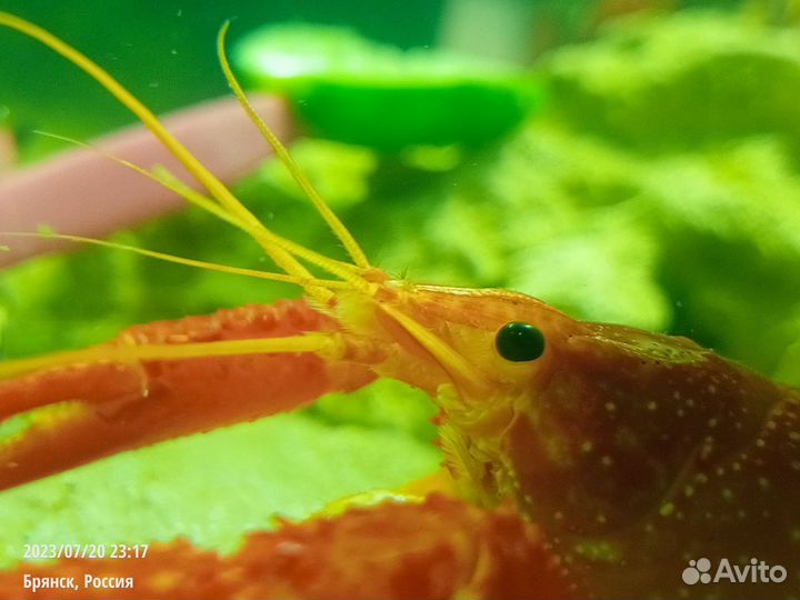 Флоридский рак