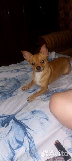 Вязка кобель чихуахуа бесплатно